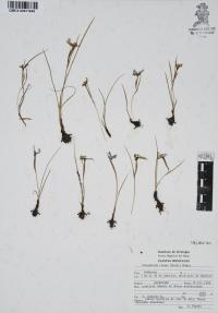 Nemastylis tenuis image